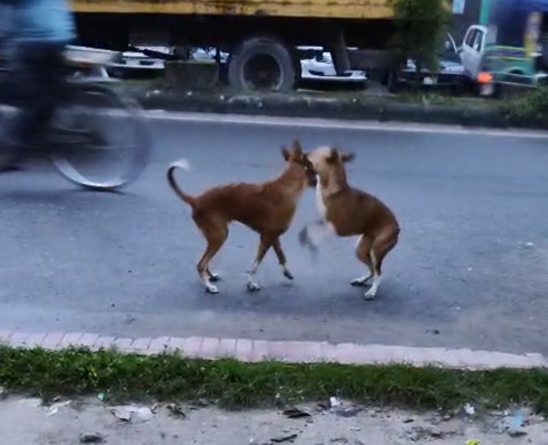শার্শায় কুকুরের কামড়ে এক সপ্তাহে ১১০ জন আহত