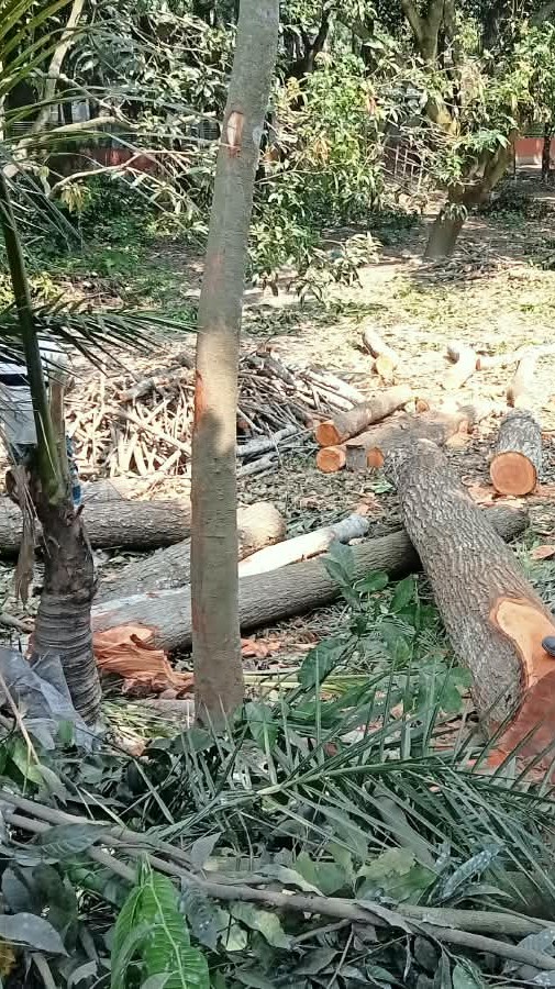 গাছ বিক্রয় করেও কাটতে বাধা চাঁদাবাজদের 